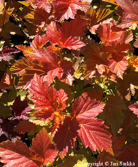 Physocarpus opulifolius 'Jefam' [Amber Jubilee]